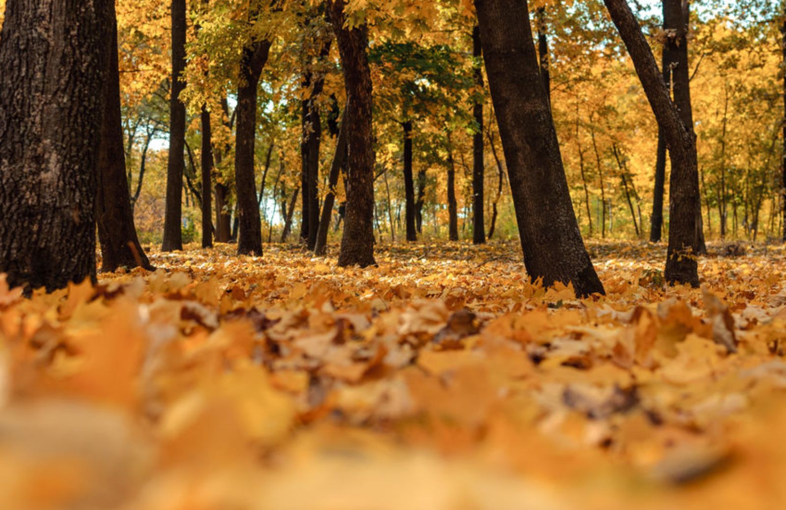 Foliage: 5 mete vicine per ammirare i colori dell'autunno