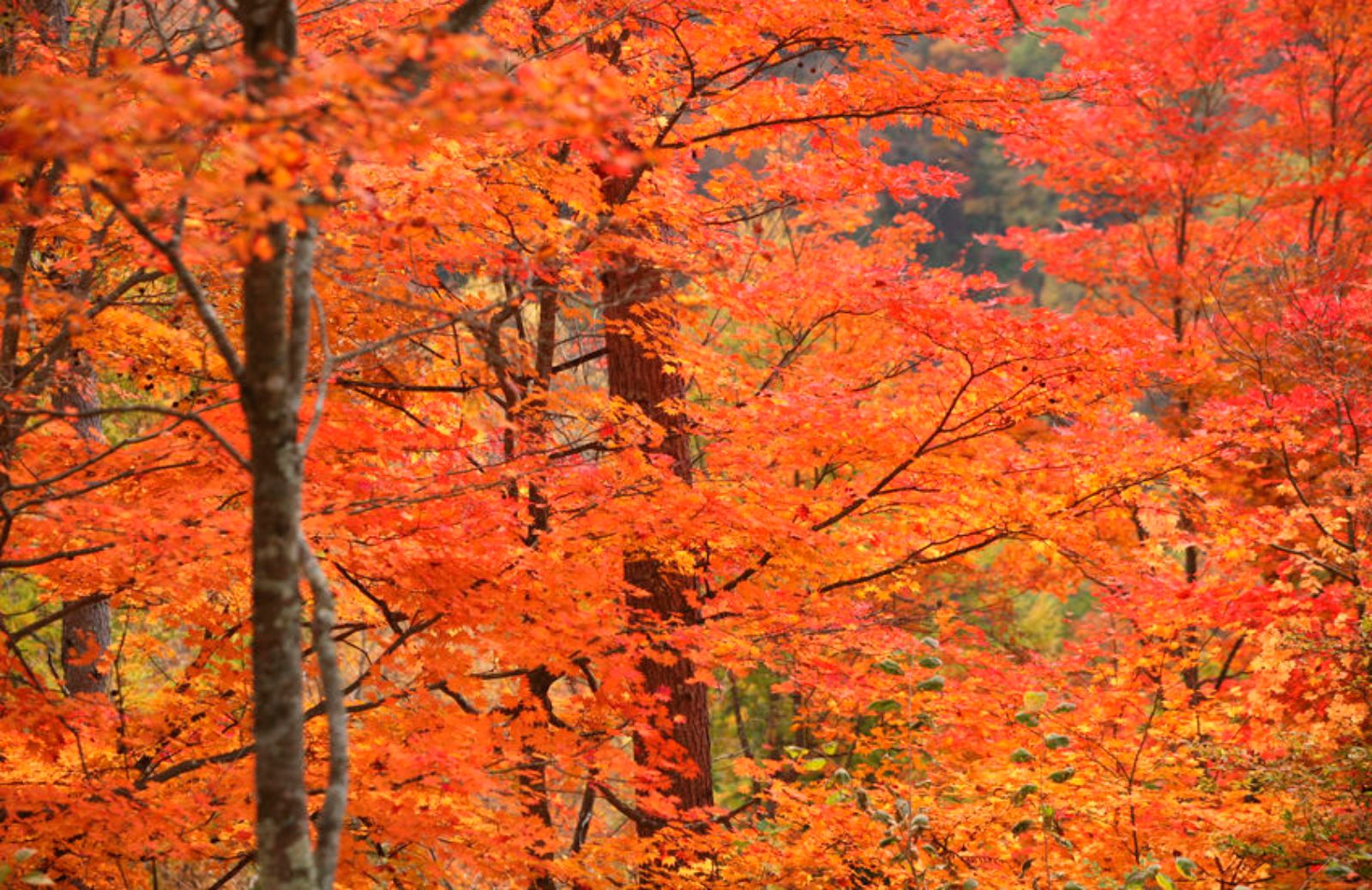 Foliage d'autunno: i 5 luoghi più belli del mondo