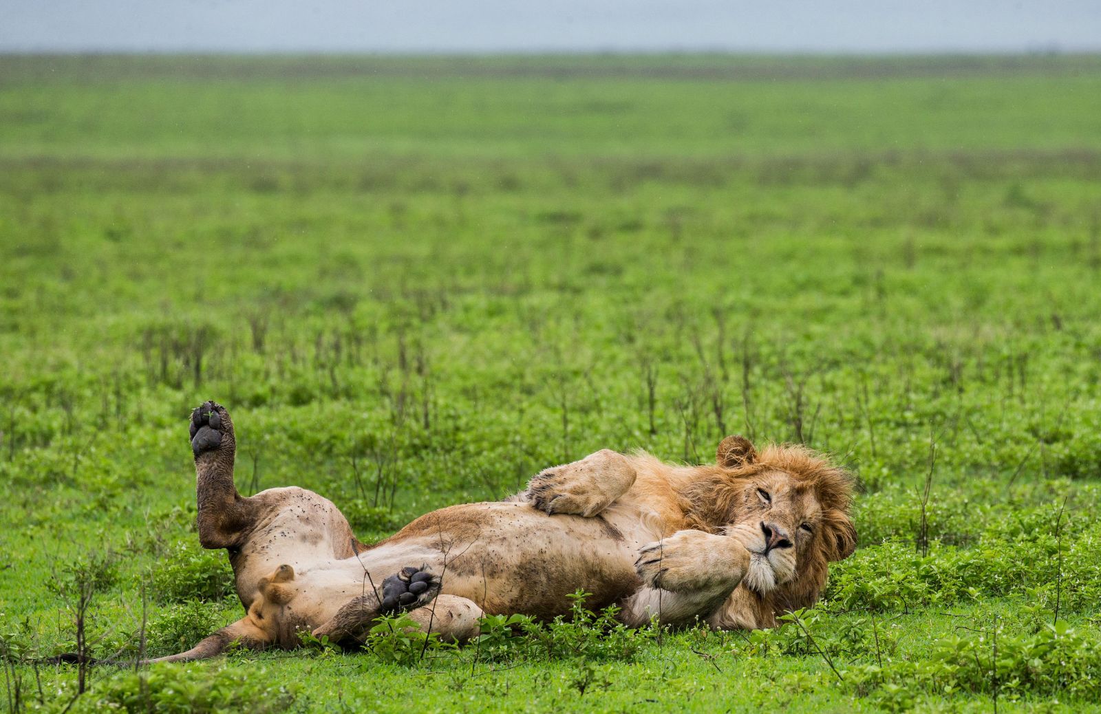 Safari in Tanzania: come organizzare il tuo viaggio perfetto