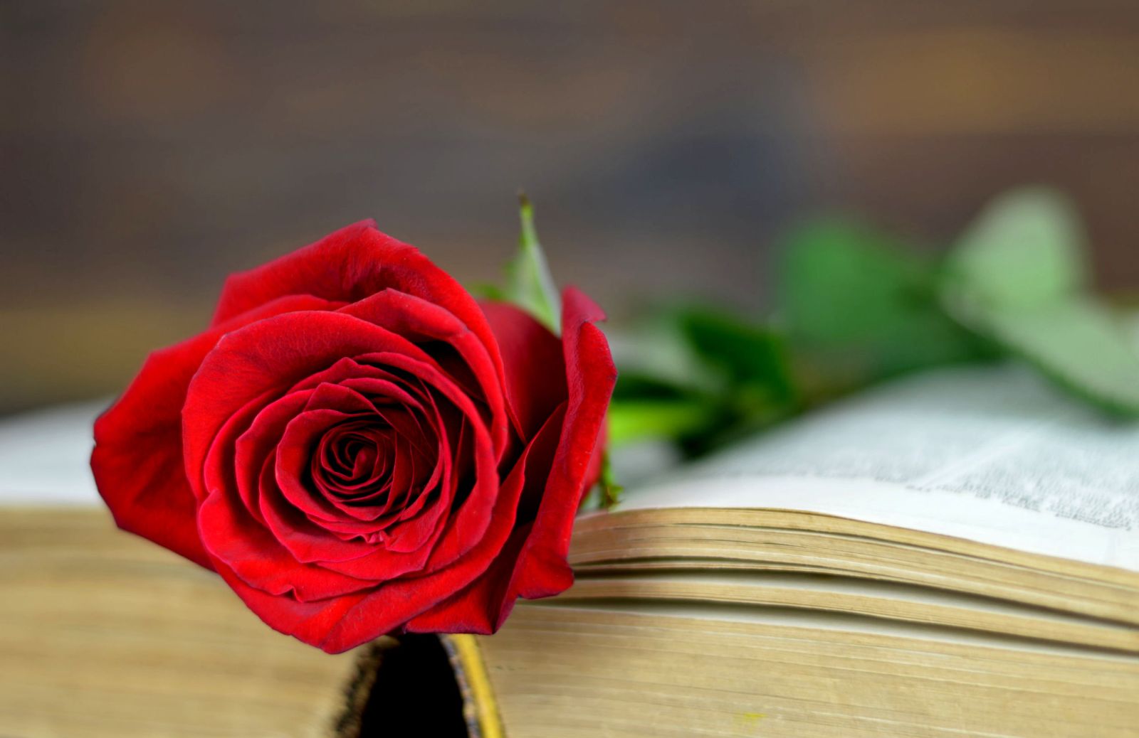 Poesie d'amore: 8 autori (e altrettante poesie) che devi assolutamente conoscere