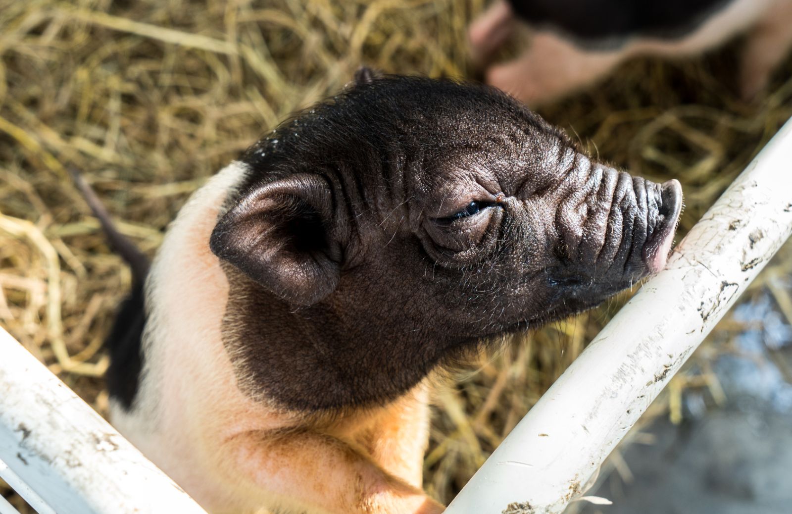 Perché scegliere un maialino nano come animale domestico