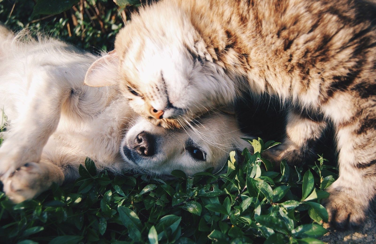 Anche i cani (e i gatti) vanno in Paradiso: i consigli di Mario Fontana