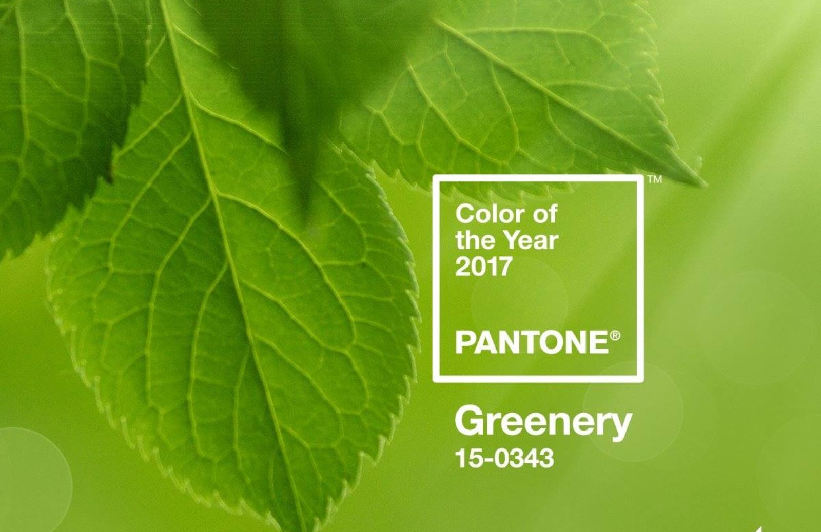 Il colore Pantone per il 2017 è il Greenery
