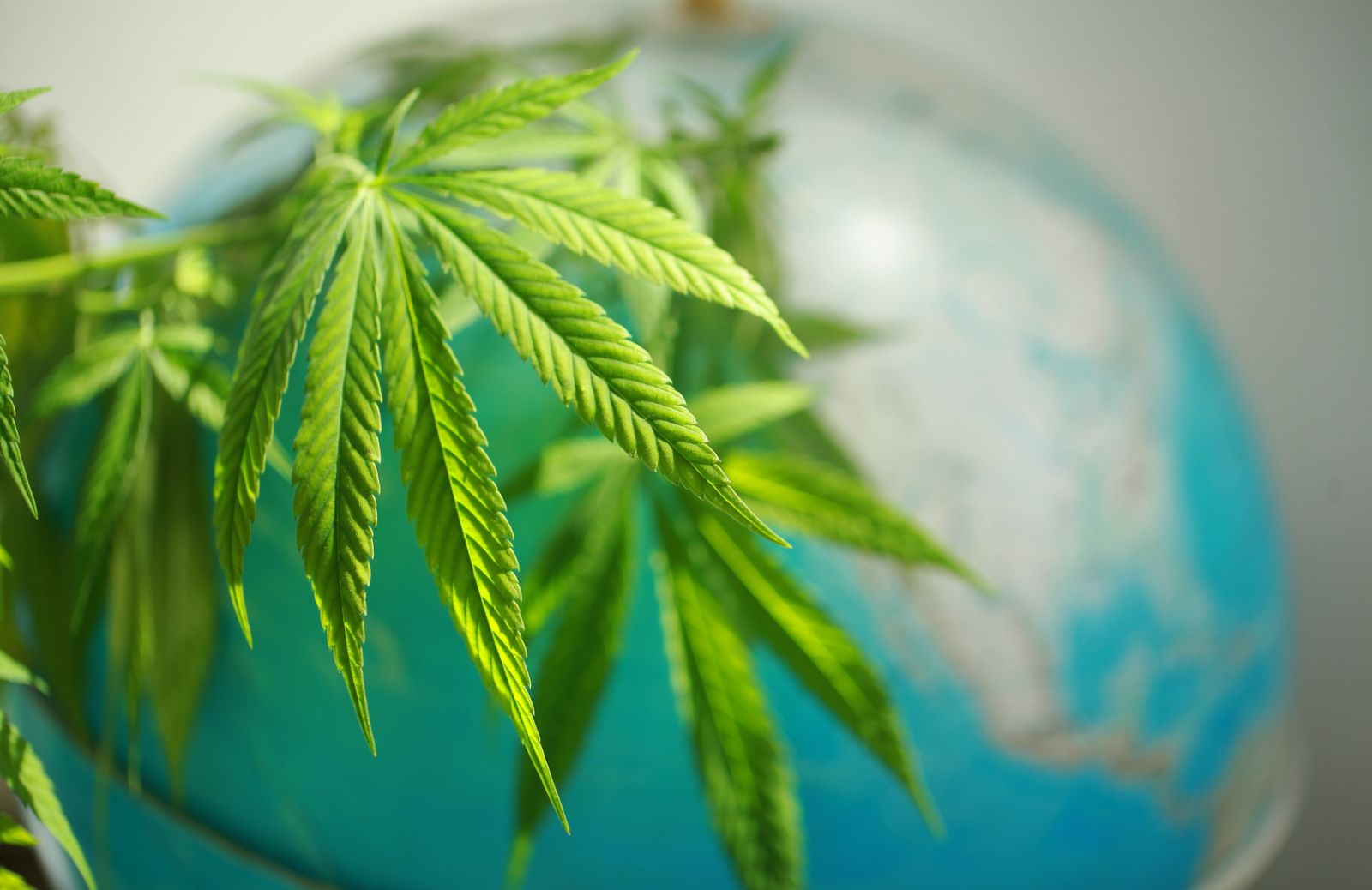 Cannabis, ecco dove è legale nel mondo