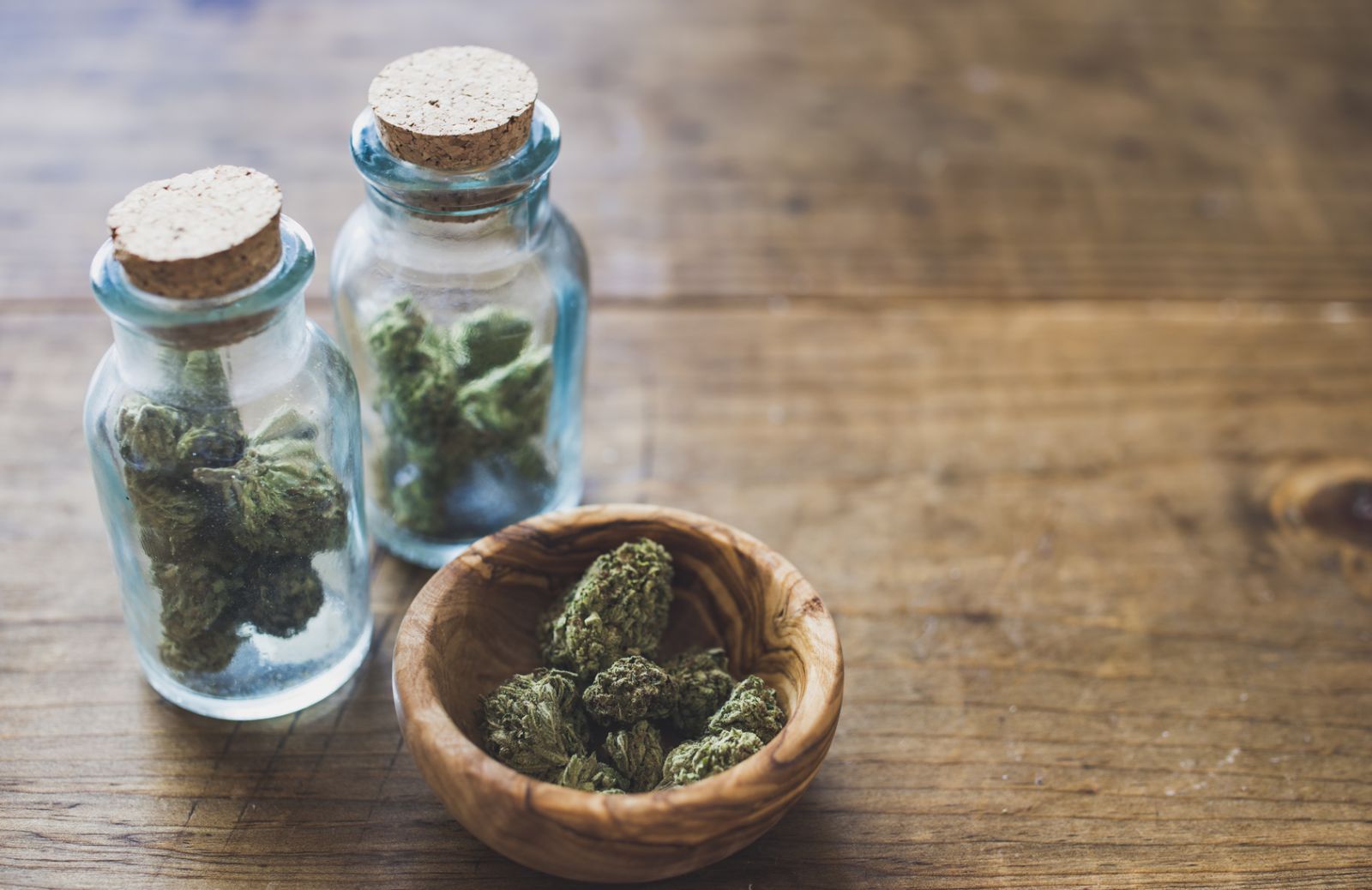 Cannabis indica, sativa o ruderalis: qual è la differenza