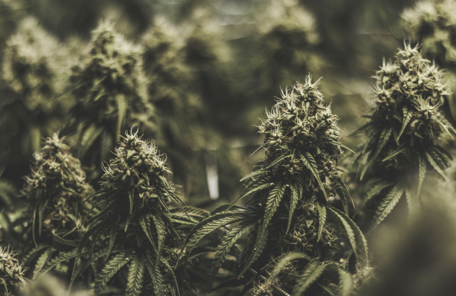 Storia della cannabis: caratteristiche, origini e proibizionismo