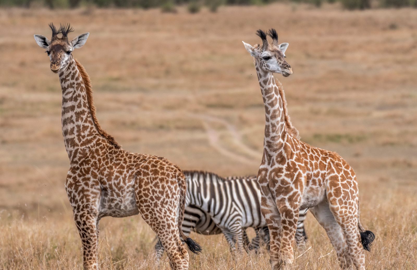 Il verso della giraffa: come comunica?