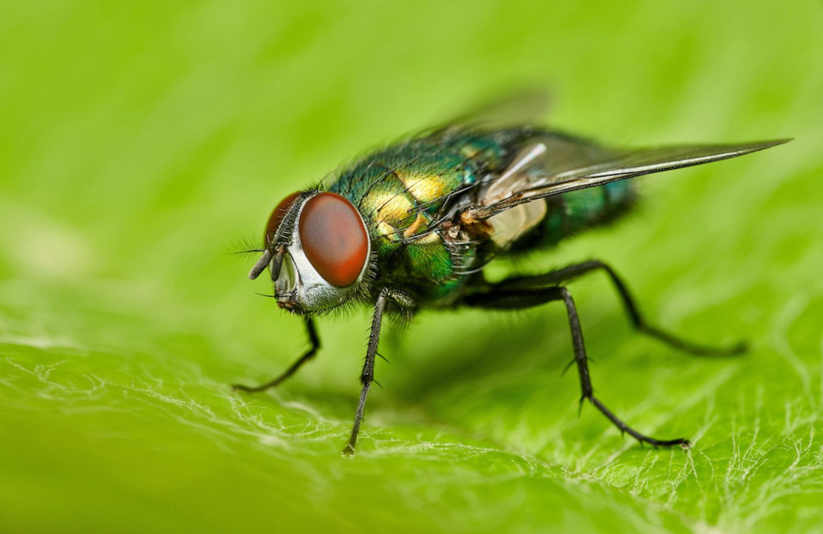 I dieci insetti più piccoli del mondo