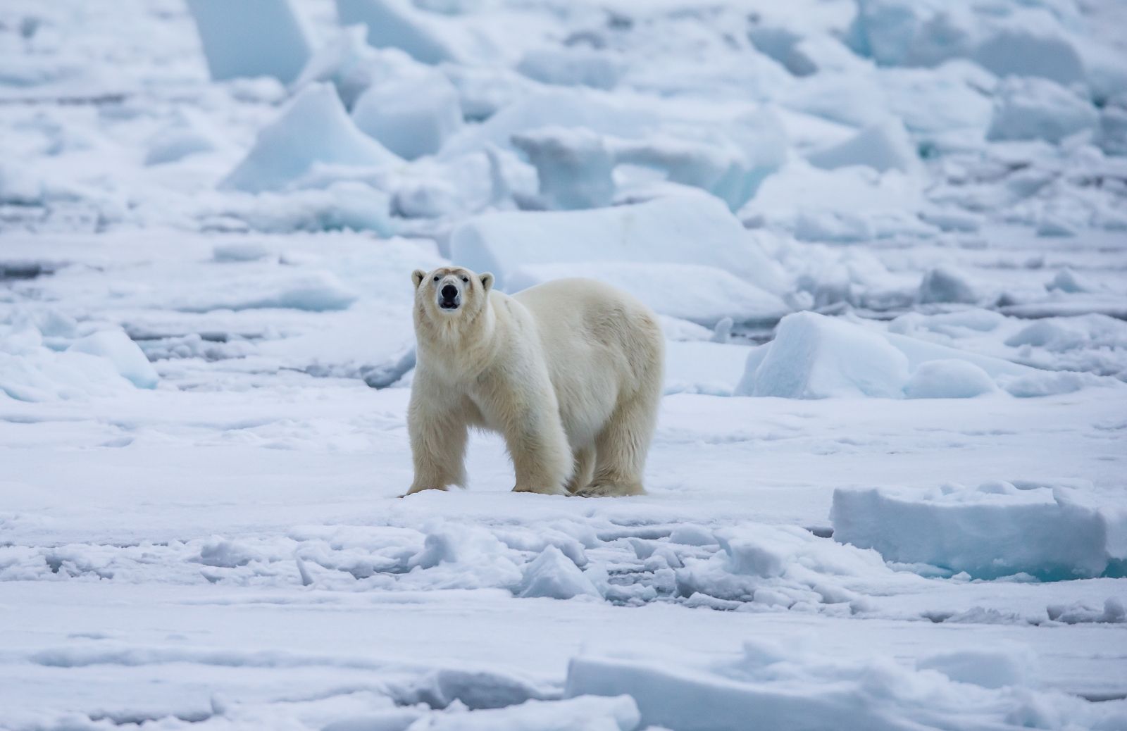 Orso polare: caratteristiche e curiosità