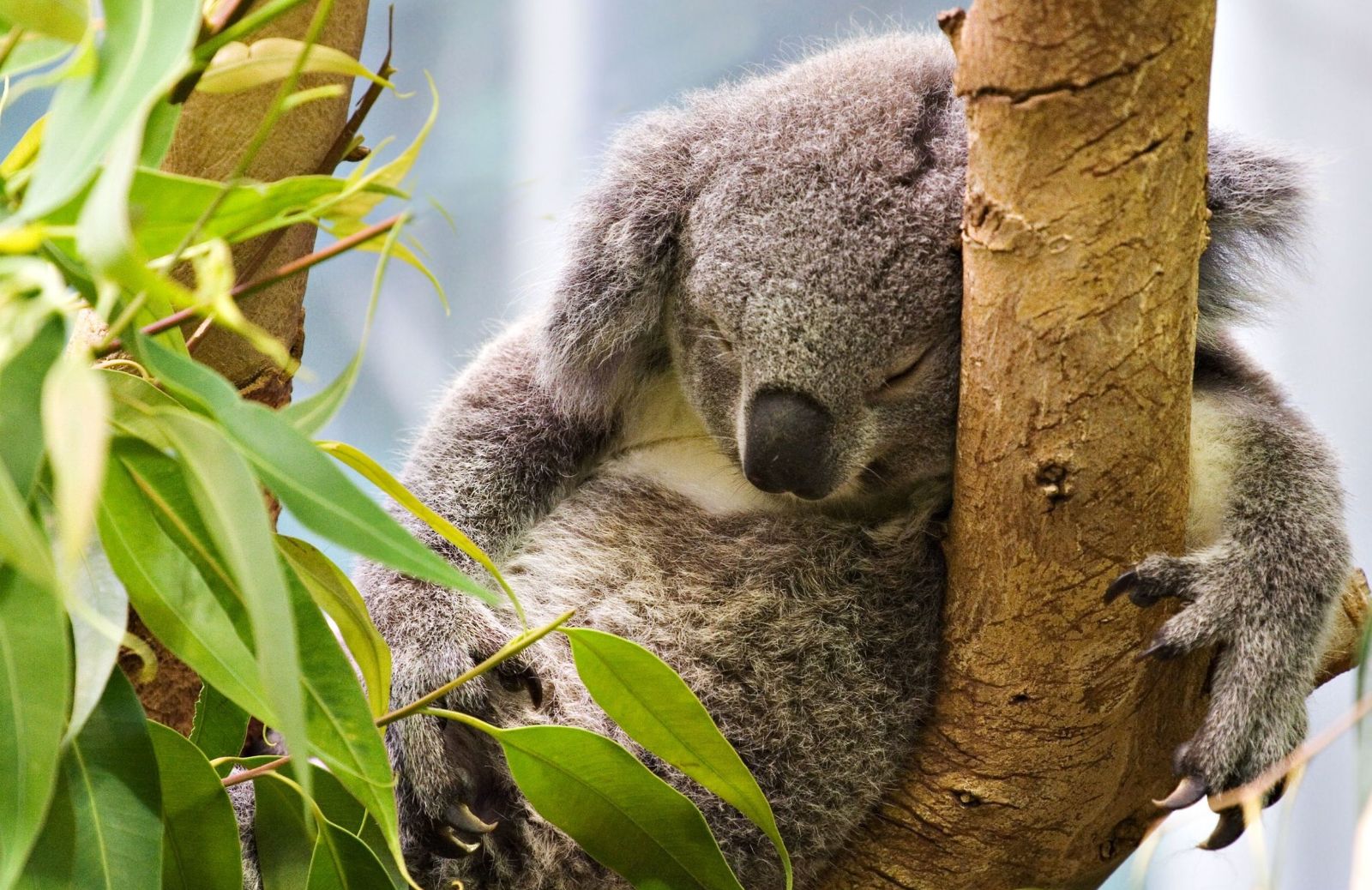 Perché i koala abbracciano gli alberi?