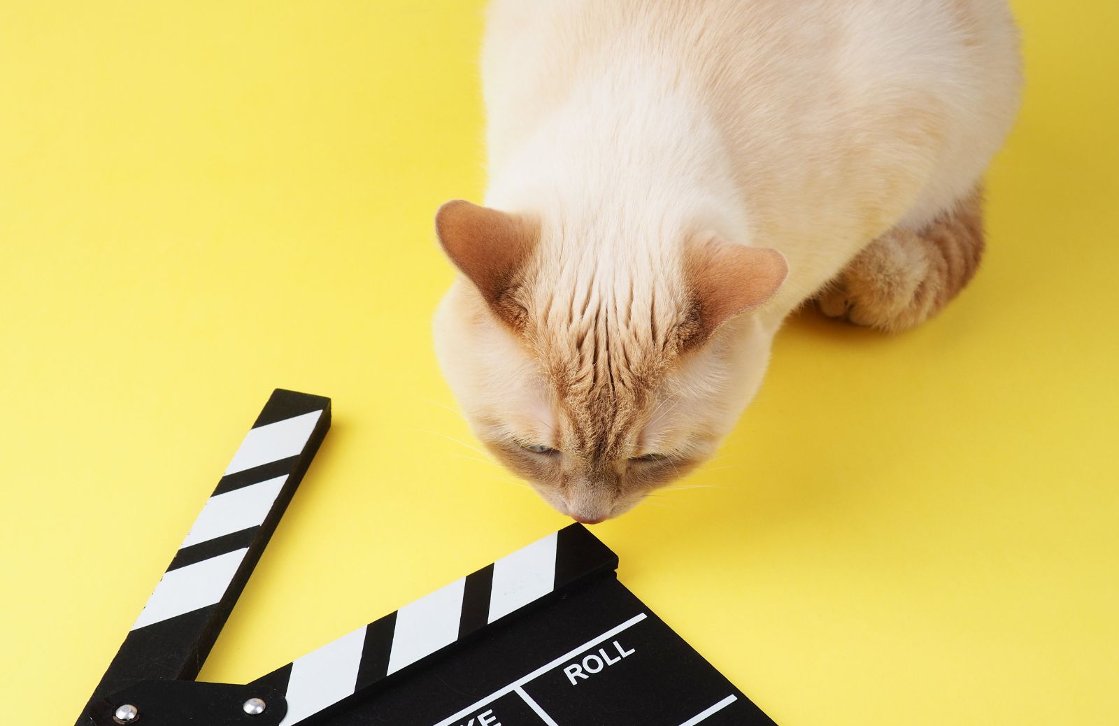 Cinque cani e gatti che hanno fatto la storia del cinema