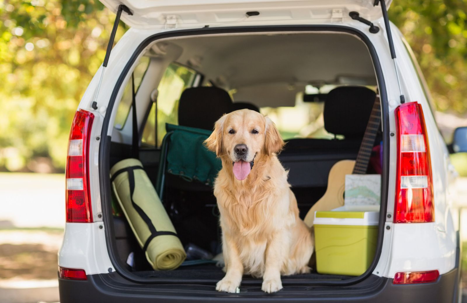 Estate con il cane: i consigli per una vacanza felice