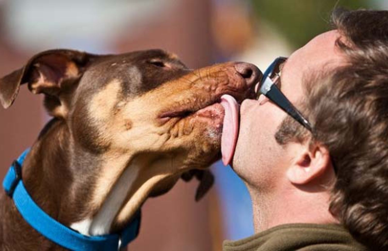  I 10 consigli per curare l’igiene orale del cane