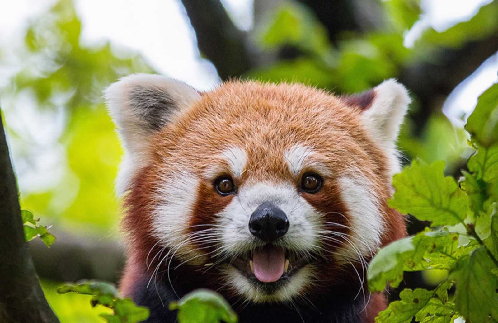 10 animali in via di estinzione