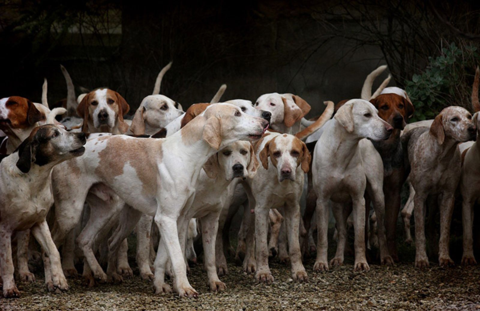 10 razze di cani che non perdono il pelo