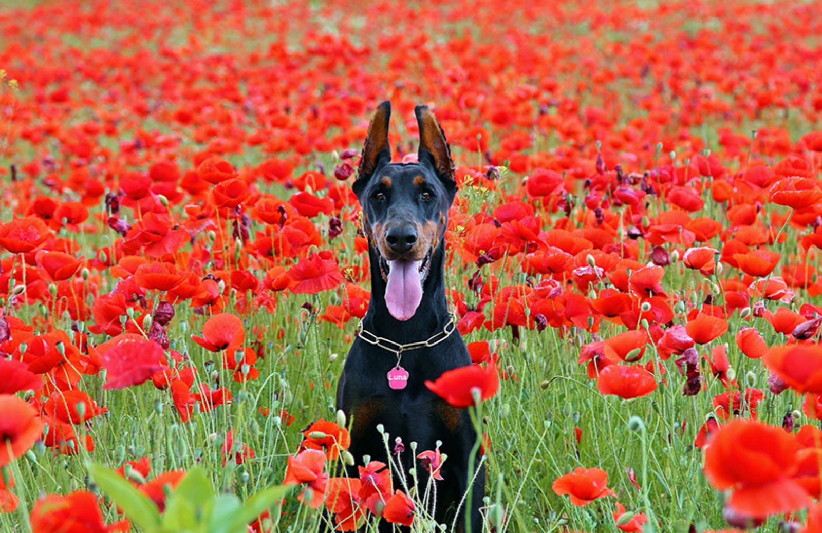 10 razze di cani tedeschi