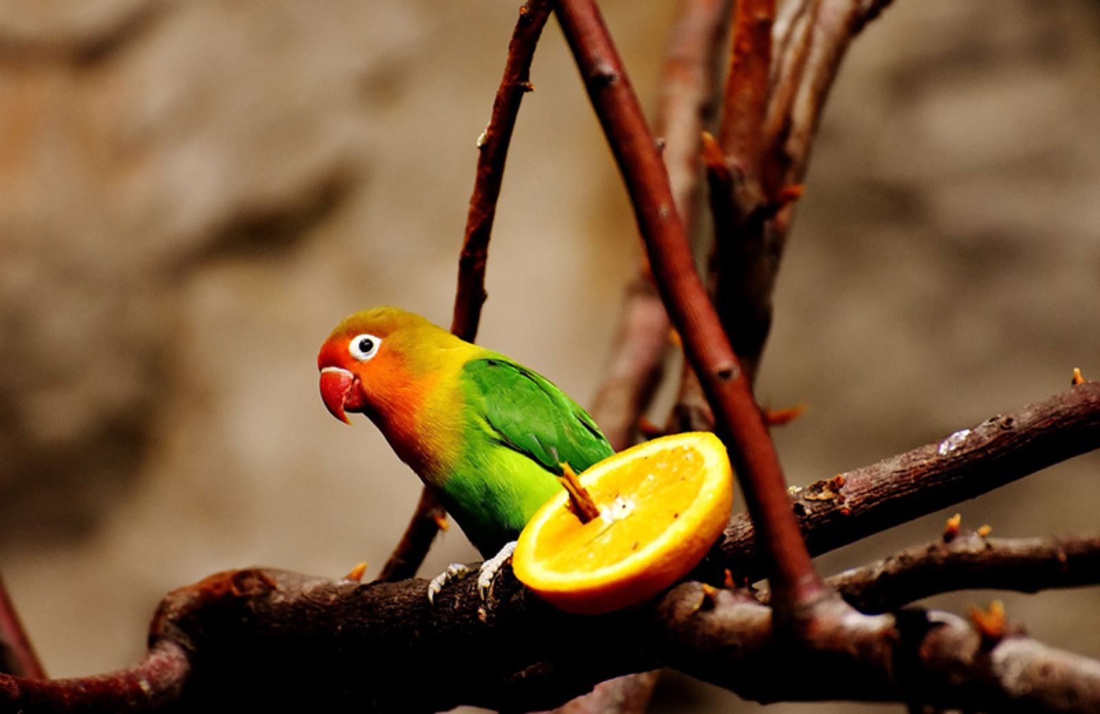 5 alimenti da non dare (mai) al pappagallo