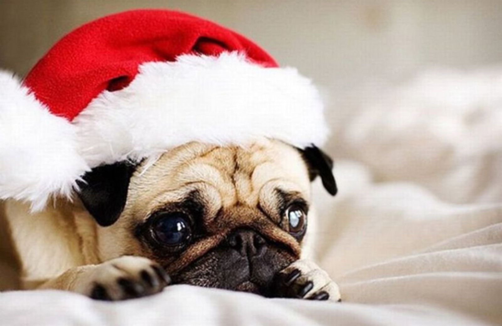 5 animali buffi vestiti da Babbo Natale