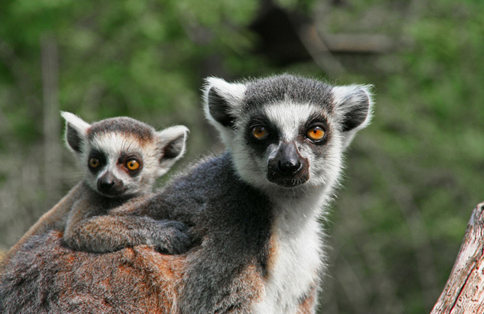 5 animali endemici del Madagascar