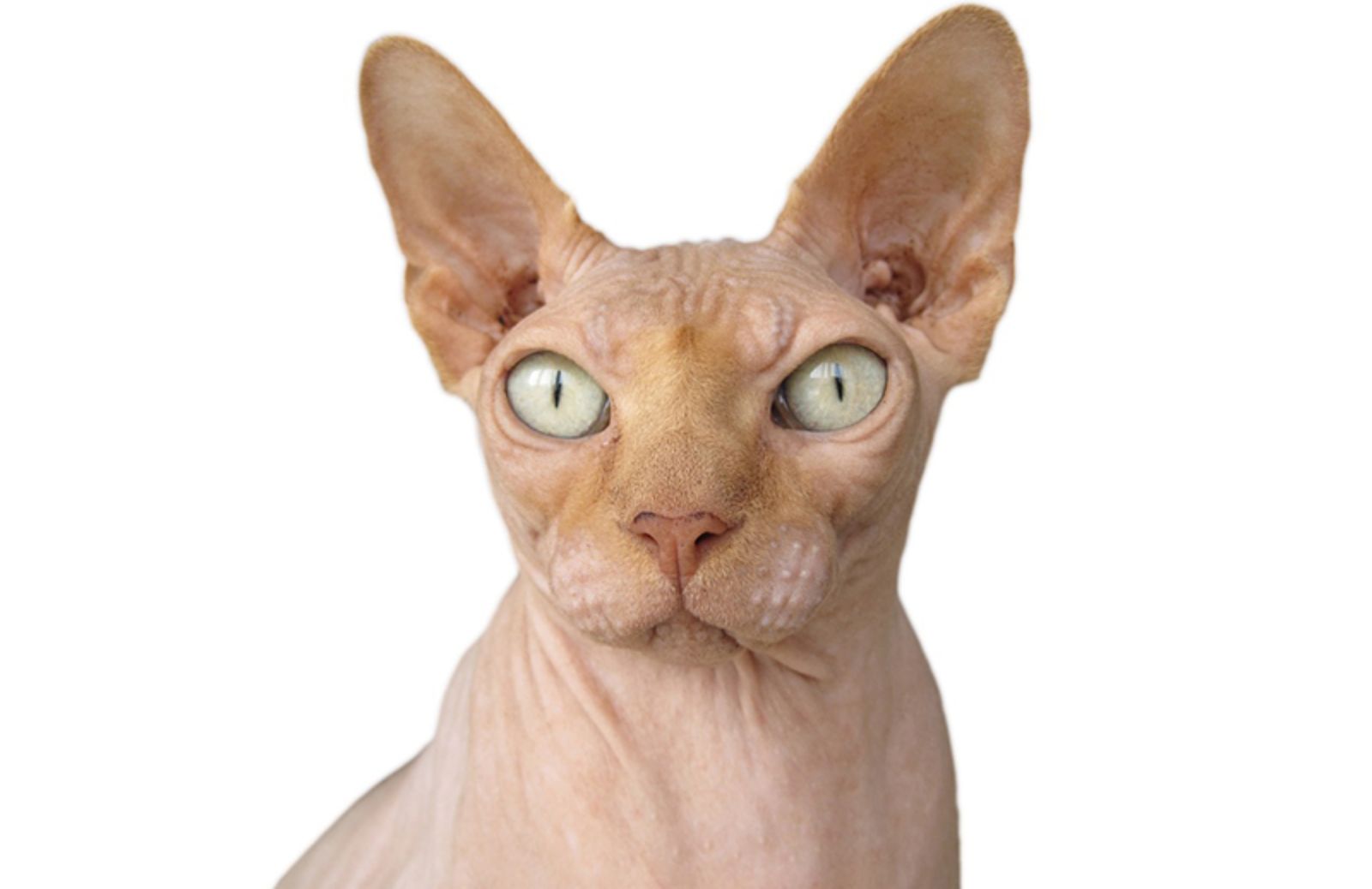 5 caratteristiche del gatto Sphynx