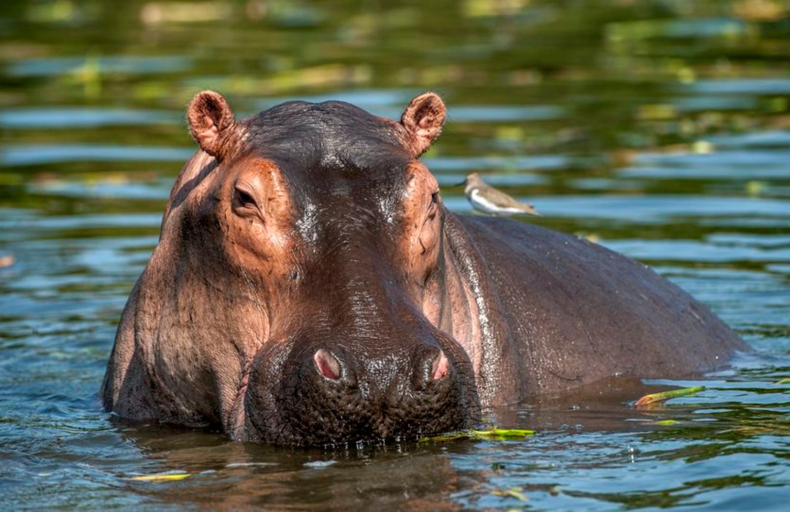 5 cose che non sai sugli ippopotami