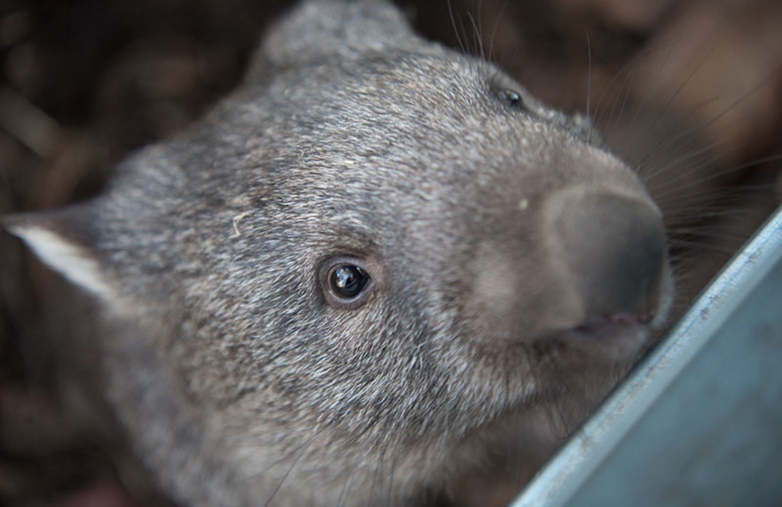 5 cose che non sai sui wombat