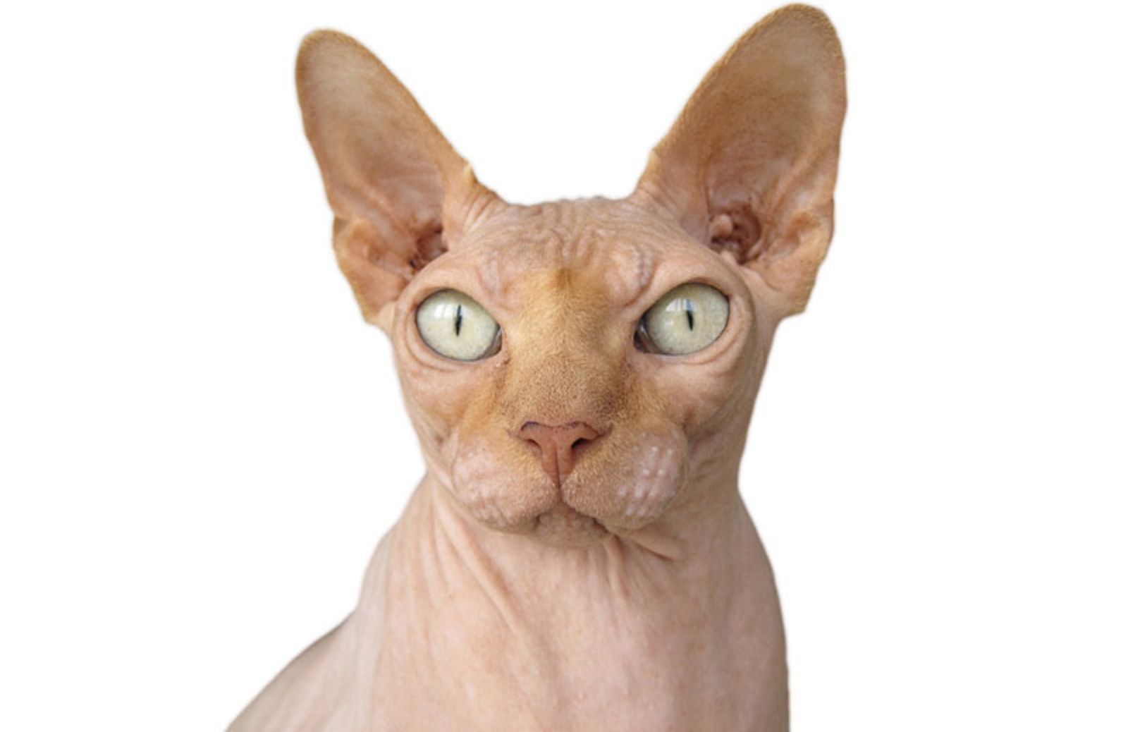 5 cose che non sai sul gatto sphynx