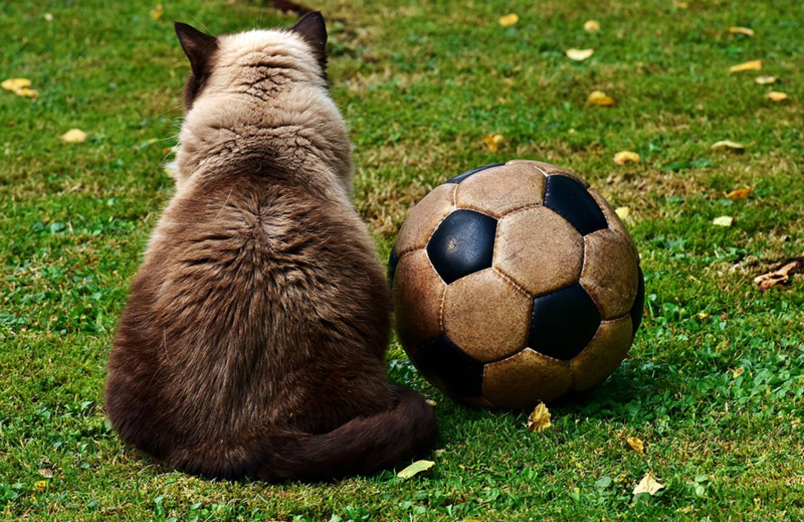 5 giochi per un gatto attivo