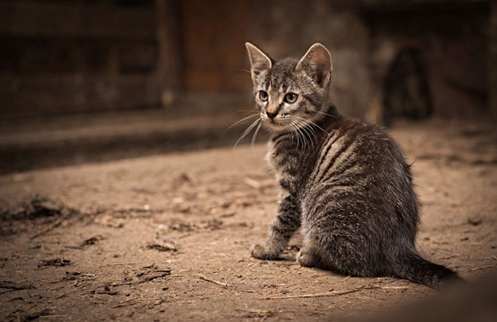 5 nomi per gatti ispirati ai cartoni animati