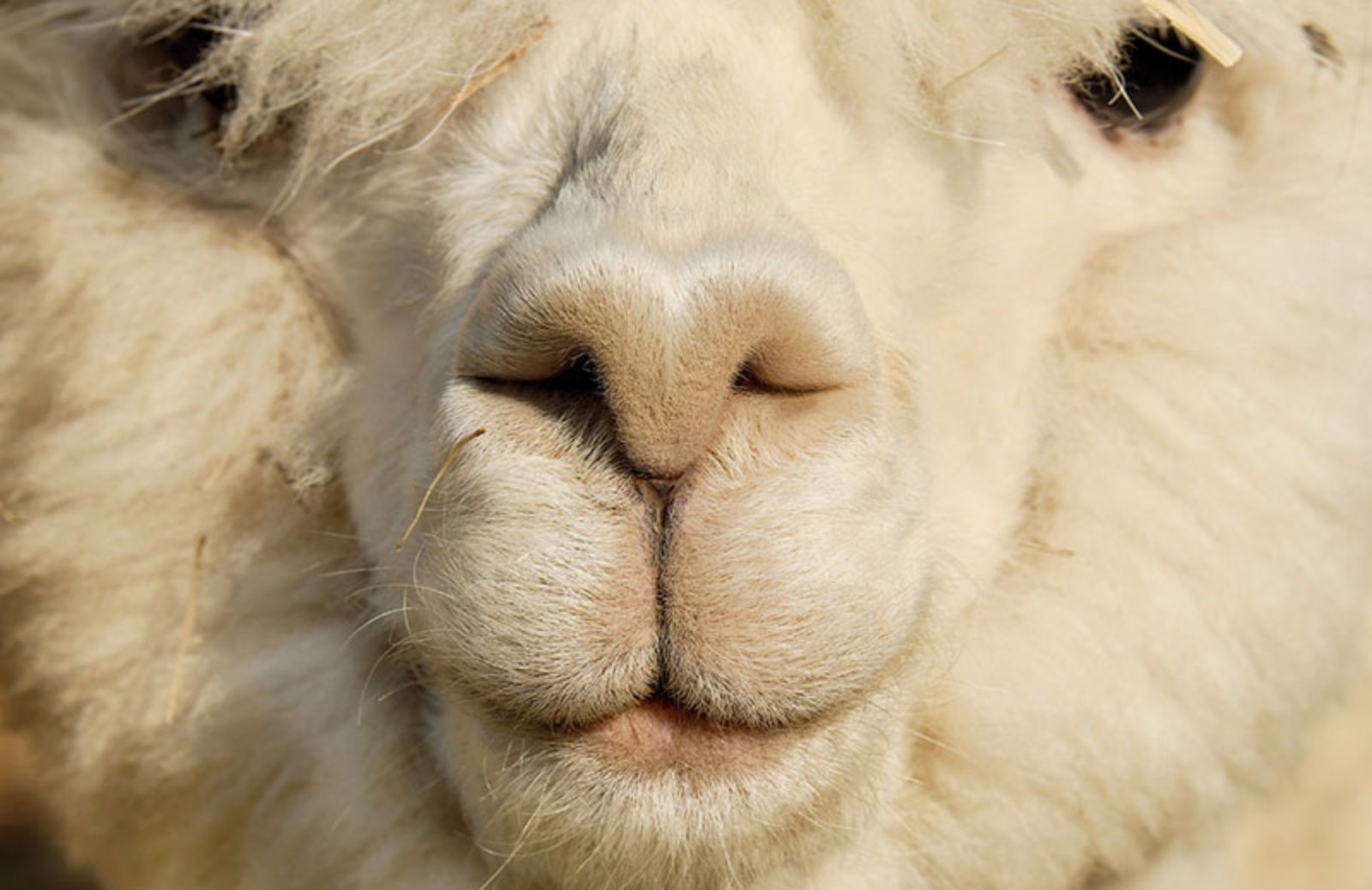 5 profili Instagram dedicati agli alpaca