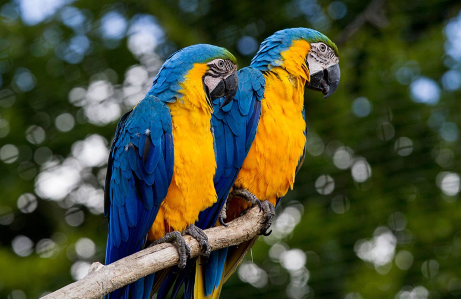 5 specie di pappagalli parlanti