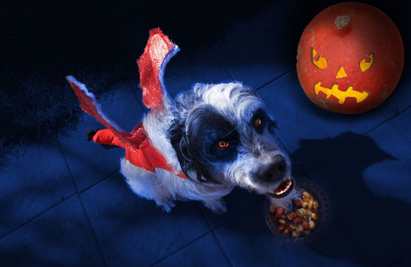 5 travestimenti di Halloween per il nostro cane