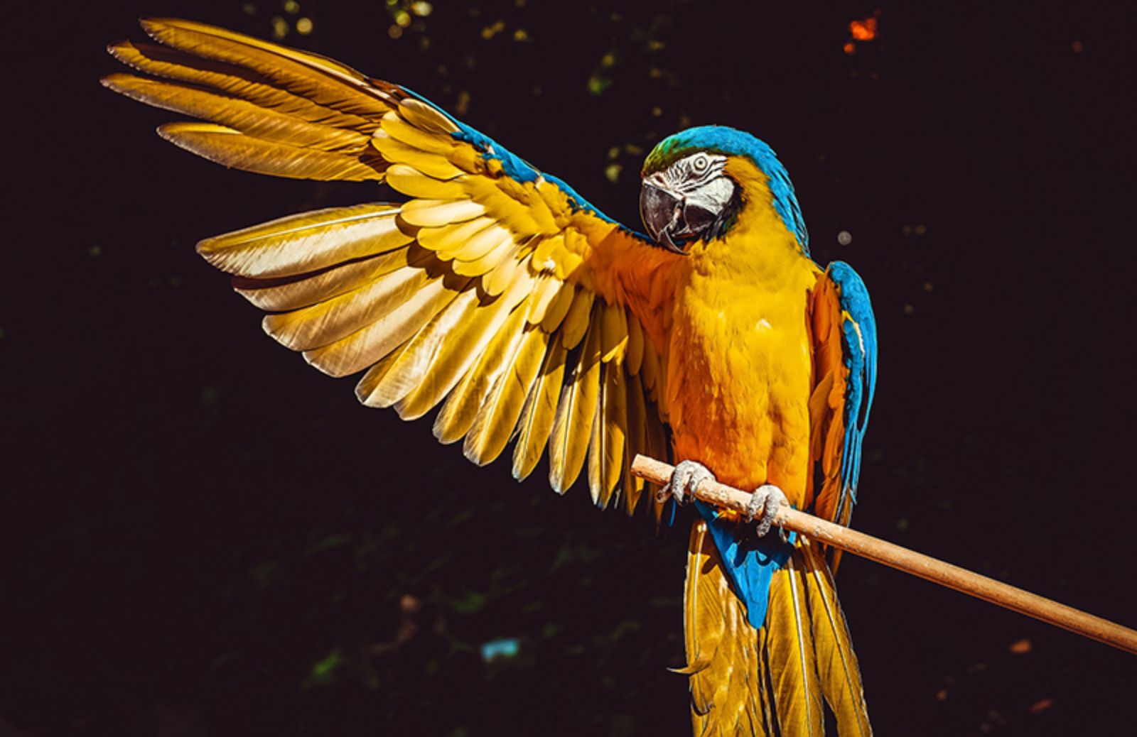 6 mosse per insegnare a un pappagallo a parlare