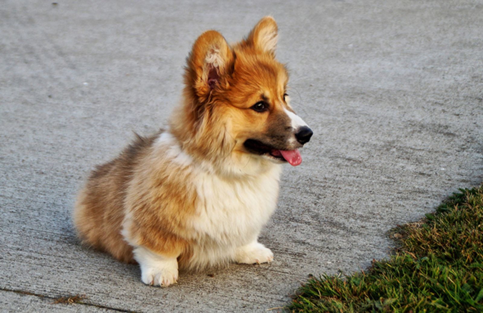 8 razze canine in via d'estinzione 