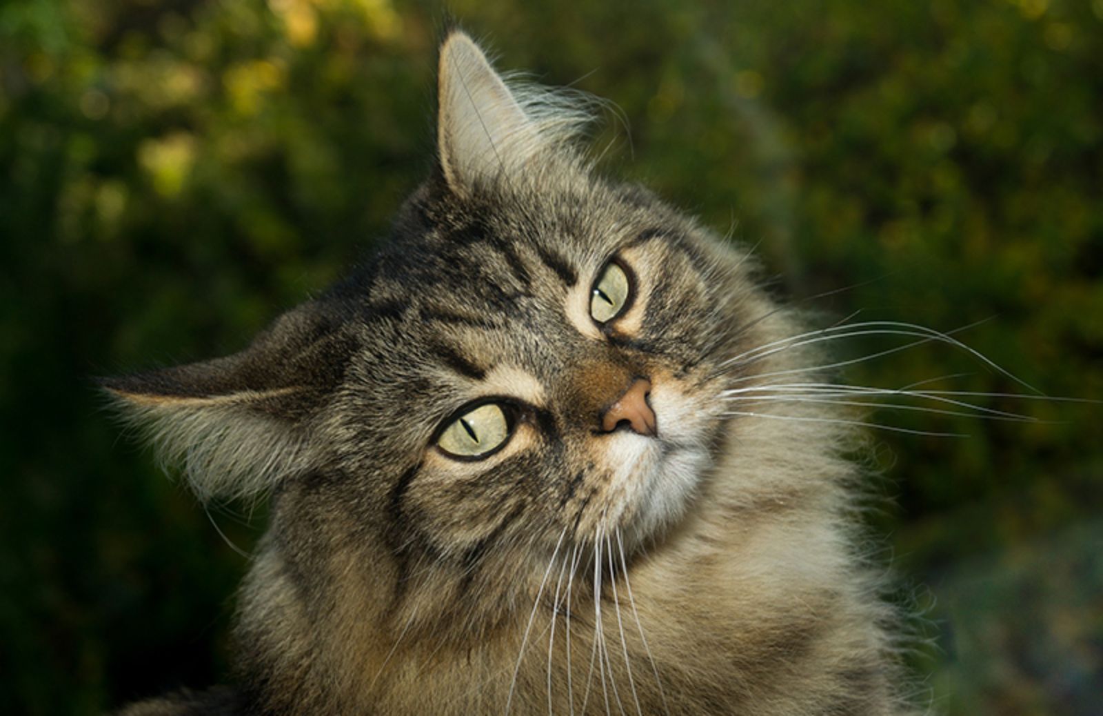 8 razze di gatti adatte a chi soffre di allergia