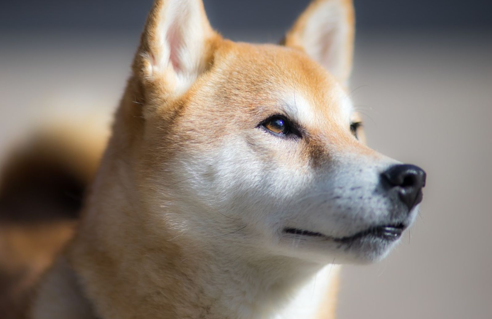 Akita & Co.: 5 razze canine giapponesi che devi conoscere