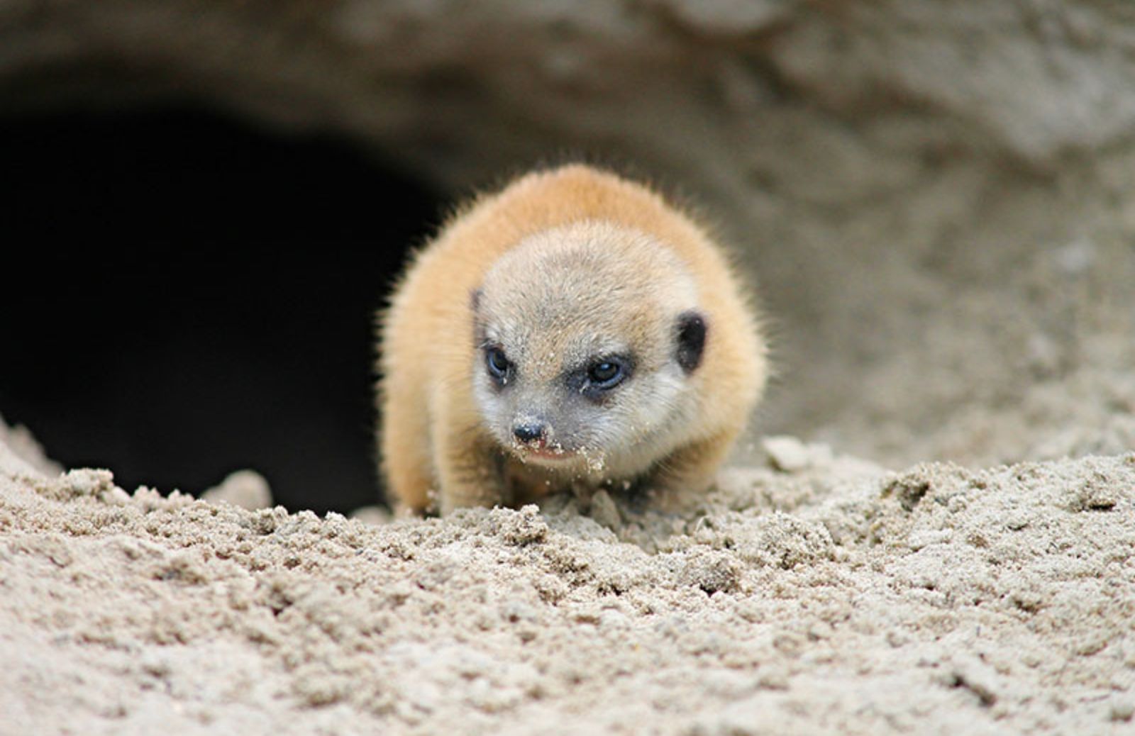 Animali del deserto: 5 specie che forse non conosci