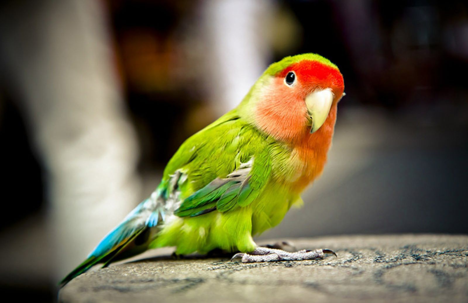 Bianco, crema, blu, verde: 5 colori per 5 pappagalli