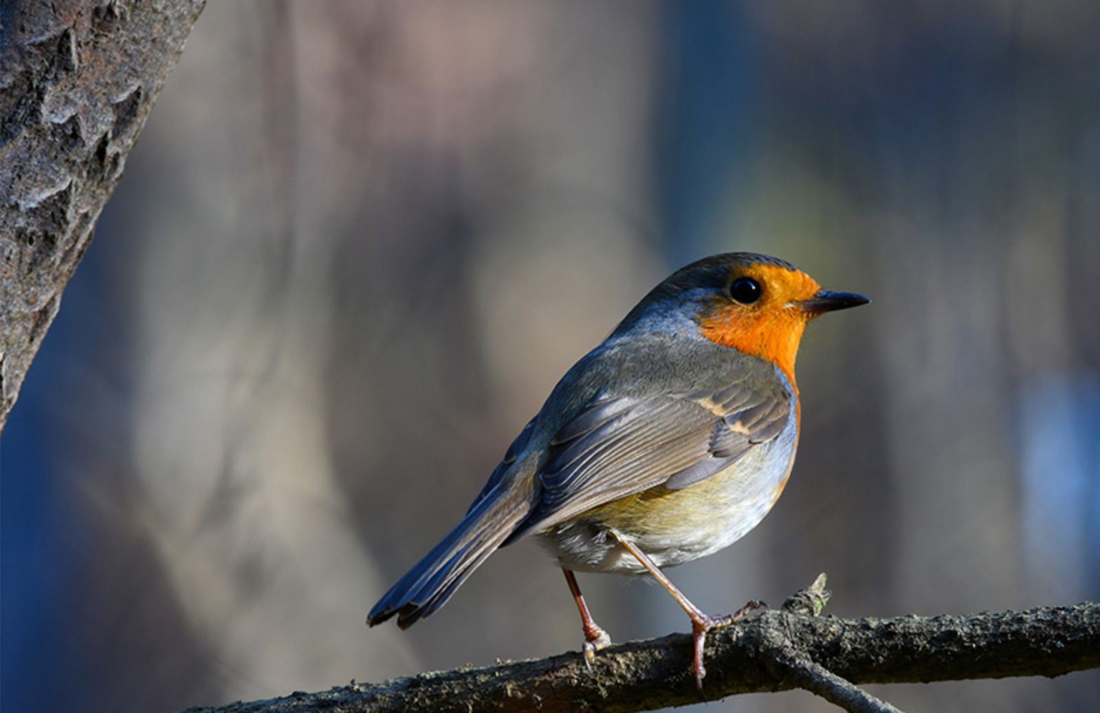 Birdwatching: 10 uccelli da avvistare nel bosco