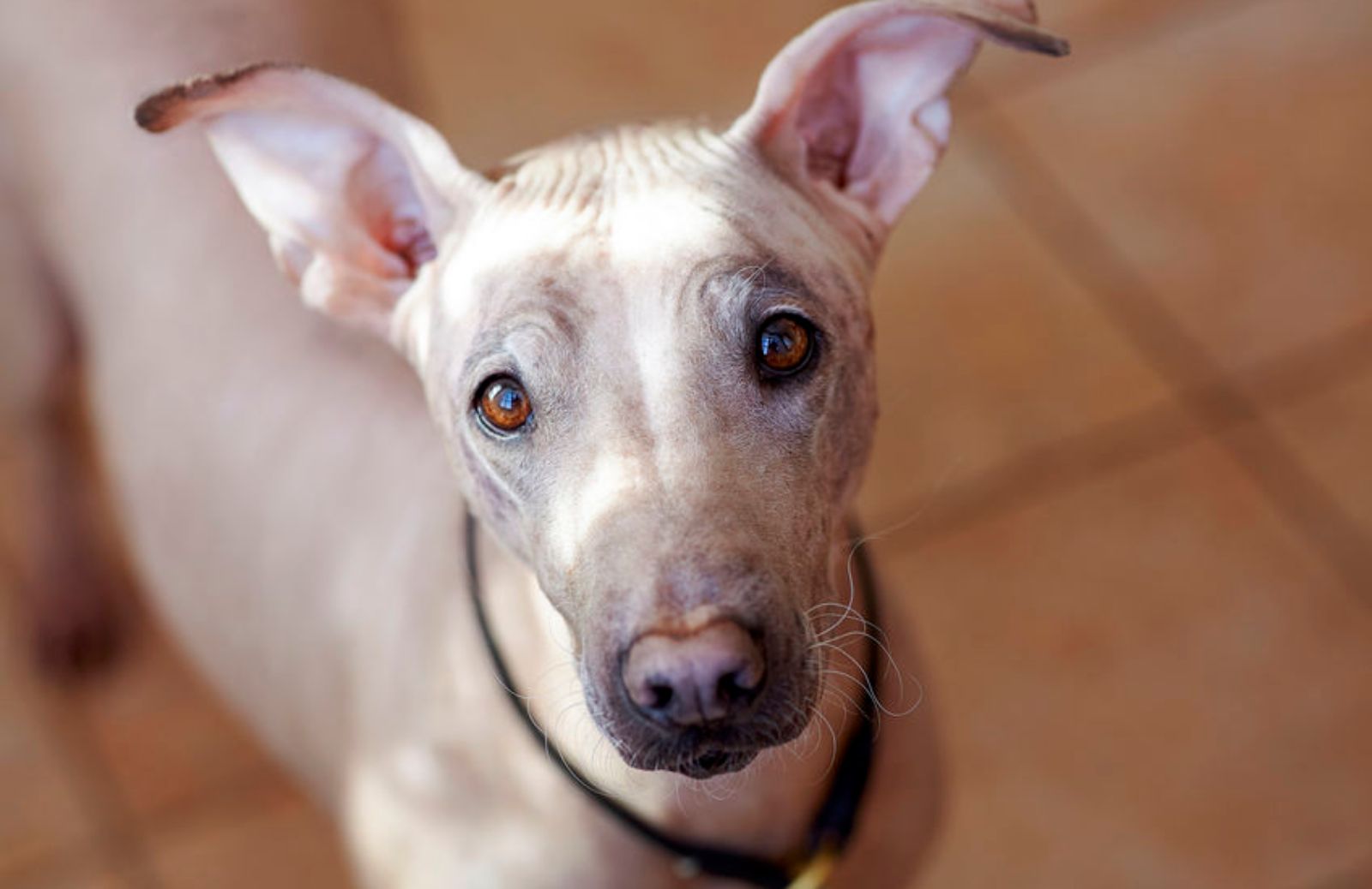 Cani nudi: le 5 razze senza pelo più famose