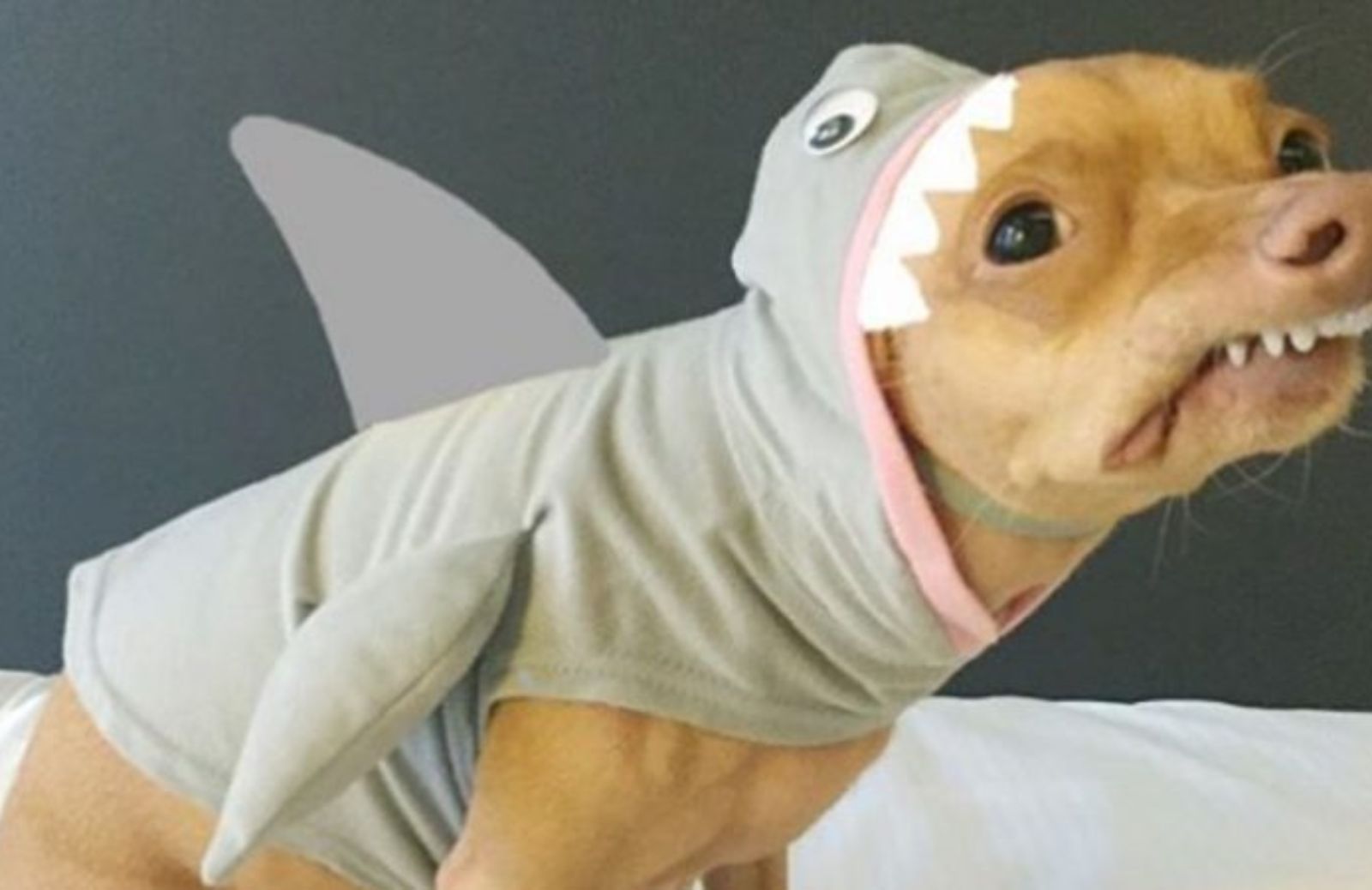 Cani piccoli: 4 chihuahua toy star di Instagram 