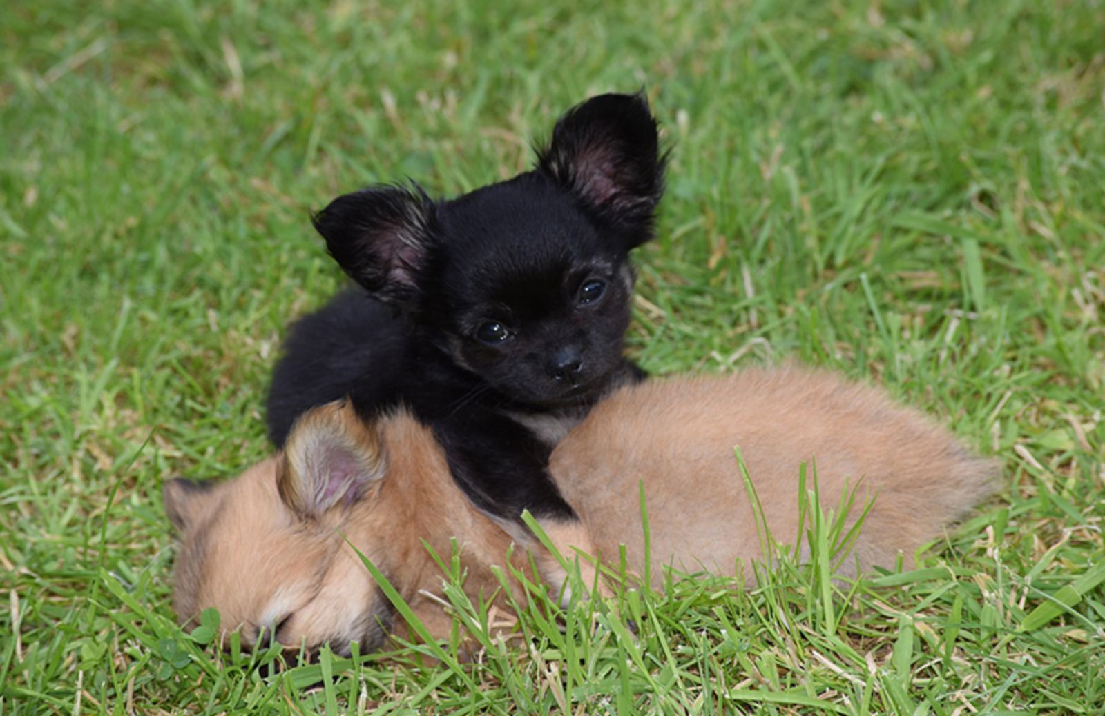 Chihuahua Toy: 5 cose che devi assolutamente sapere