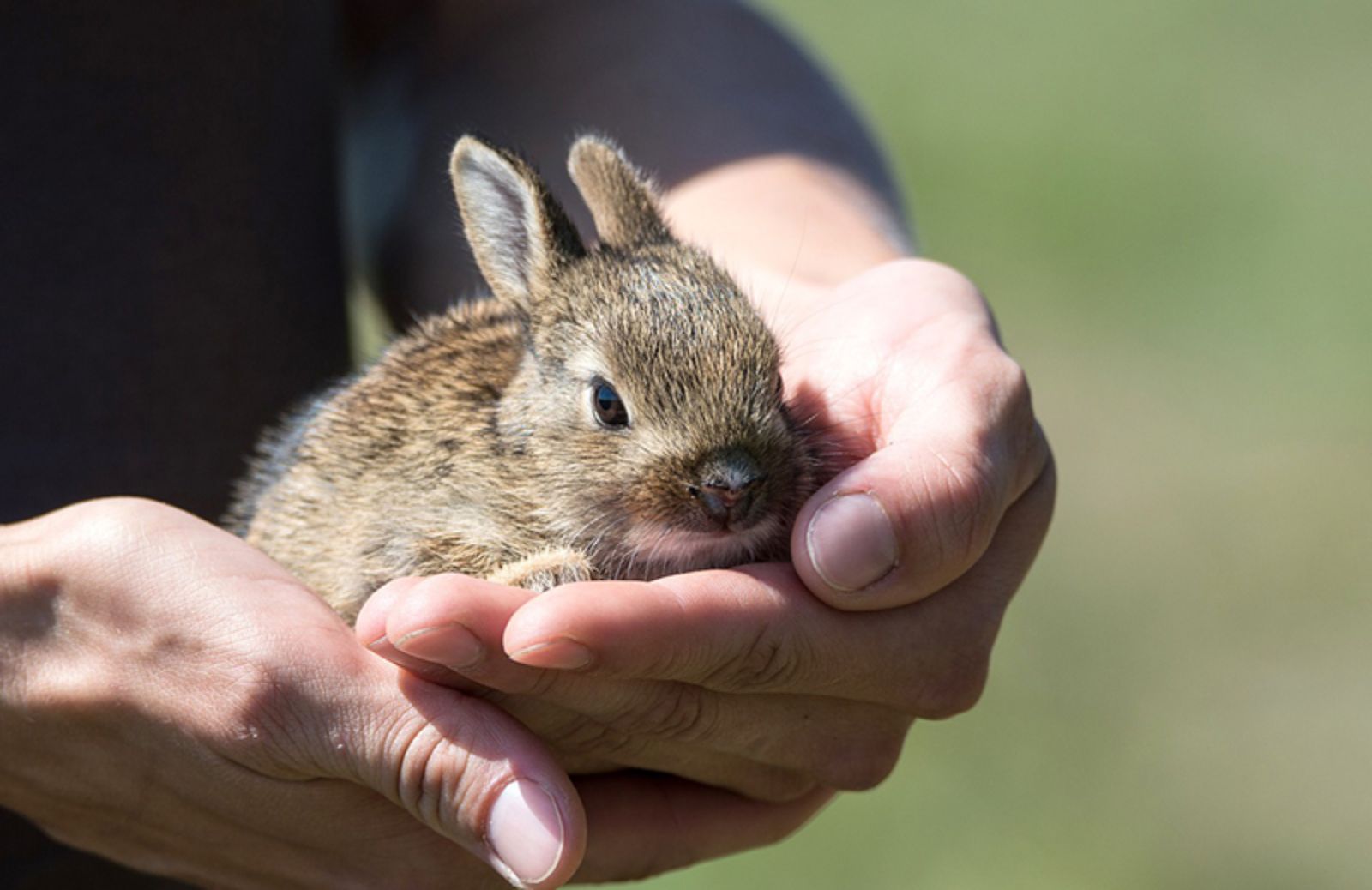 Coniglio nano: 5 cose da sapere prima di adottarlo