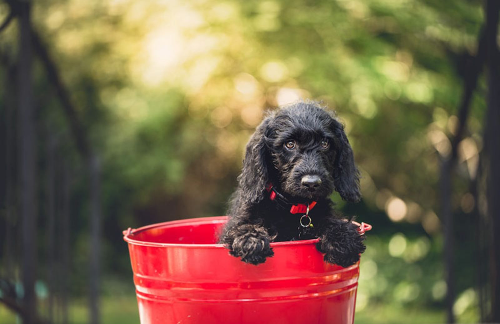 Cuccioli di cane: 5 consigli per educarli al meglio