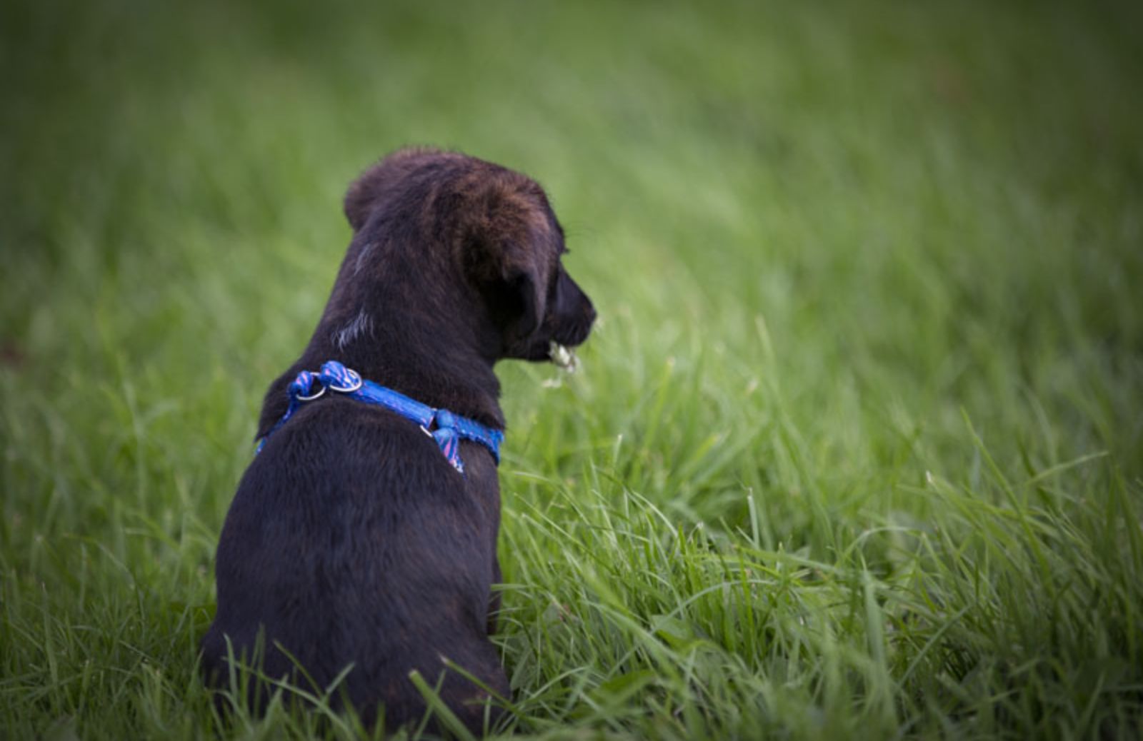 Cuccioli di cane: 5 siti dove adottarne uno