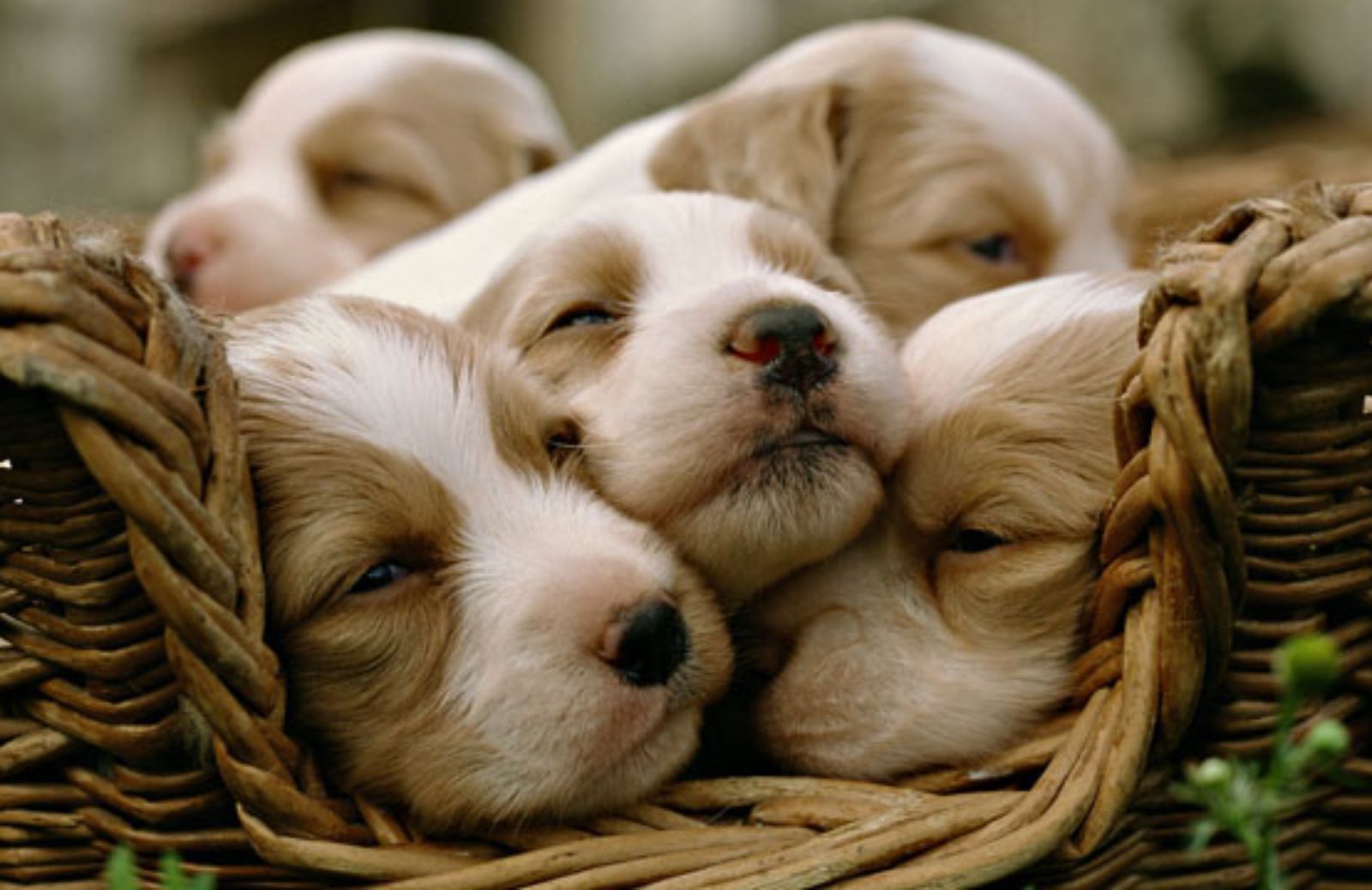 Cuccioli di cane: le 10 foto più tenere 