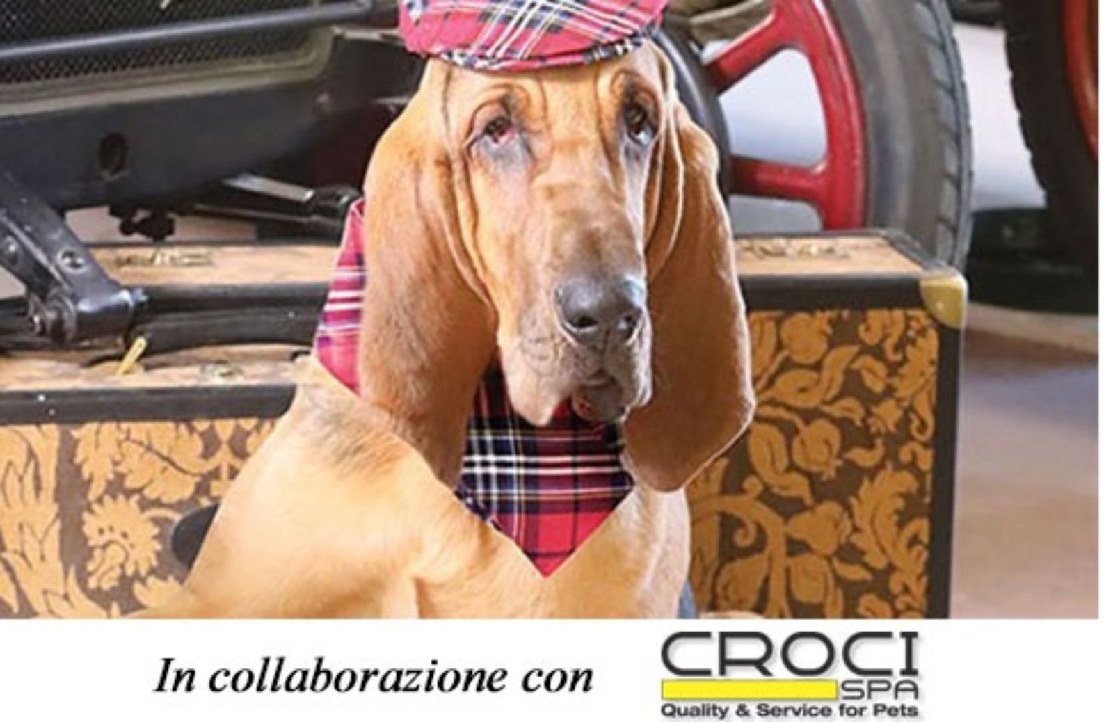 Dogswear, abbigliamento per cani: 5 proposte di Croci