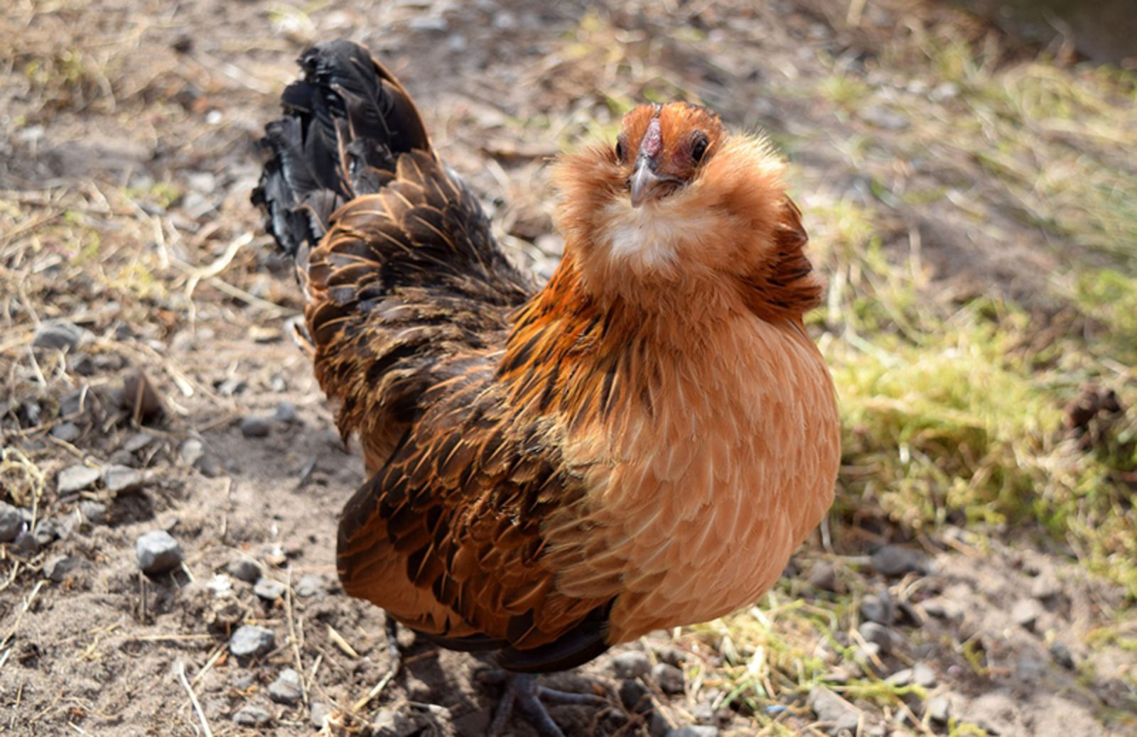 Galline ornamentali: le 5 razze più belle