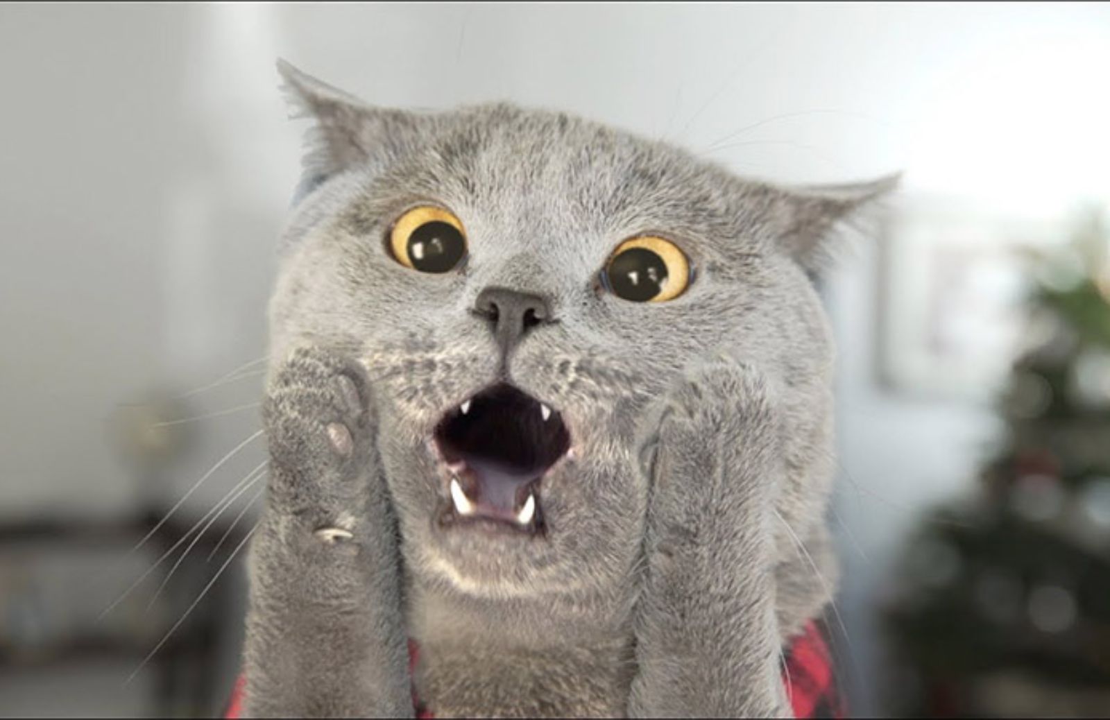 Gatti buffi: le 10 immagini più divertenti del mondo