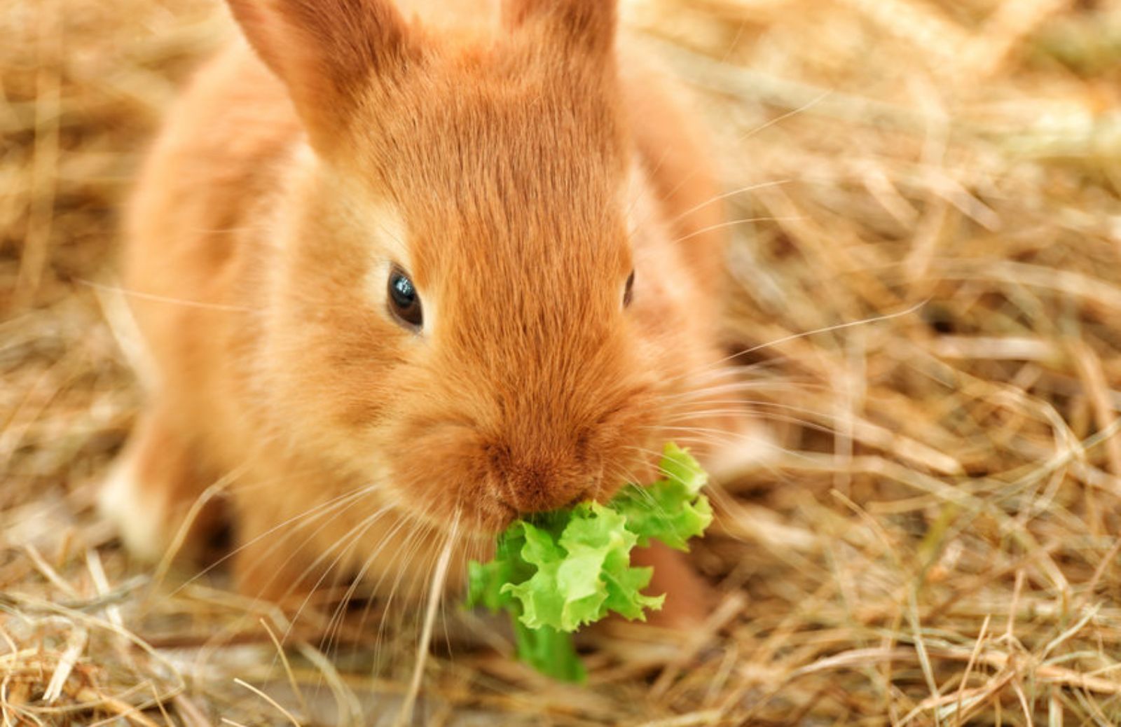 I 10 alimenti non adatti al coniglio